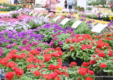 Volmary heeft zijn eigen veredeling van eenjarige, vaste planten, kruiden en groenten en een van hun eerste eigen veredeling is Verbena Vectura, een compact en hangend type met verschillende kleuren. Alle kleuren in deze serie hebben dezelfde habitus, dezelfde bloeitijd en echt vroeg voor potmaat 10 tot 12 cm.